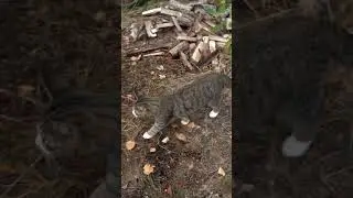 Cute Cat sneaking around in the forest