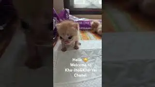 #KhaJhoKhaYai #LittleCats #adoptedkittens 28 days now. #outthedoor #outthebox 😊