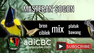 masteran sogon materi pelatuk bawang belalang emas prenjak ngebren(#adiCBC@CreatorBirdChanel  )