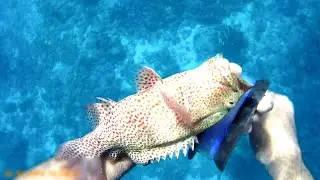 SNORKEL FISHING!