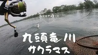 九頭竜川のサクラマス 車中泊の釣り旅【本流ルアーフィッシング】【Cherry salmon lure fishing in the river】【stay in a vehicle】