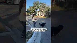 Как я бросилась бежать, когда поняла, что сумок больше нет #собачница