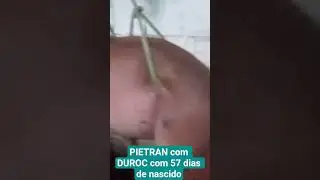 PIETRAN com DUROC com 57 dias de nascido passando dos 20 kg.#suinocultura #cria&ccedil;&atilde;o