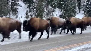 Bison Stampede
