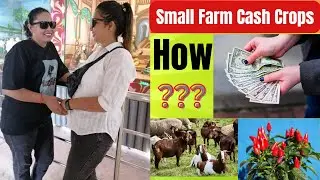 Small Farm Cash Crops | Small Farm in the Village|✅🔥