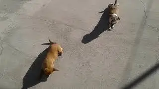 Chihuhua Dogs day in the sun