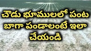 సమస్యాత్మక చౌడు భూముల యాజమాన్యం