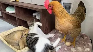 The kitten watches the hen lay eggs, and the hen and kitten sleep together.  cute animal videos😊