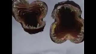 The Langolier