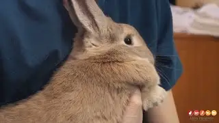 Rabbit Vaccine Day at Lone Mountain Animal Hospital
