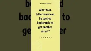 Backward Bug #InsectRiddle #BackwardsWord #parody