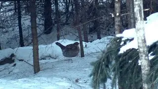 'Bitter Cold Temp And Wind' 'My Pet Grouse Feeds Before Dark' (PT 2)