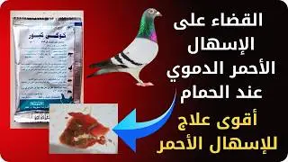 علاج الكوكسيديا ( الإسهال الأحمر ) عند الحمام | تربية الحمام الزاجل | أمراض الحمام