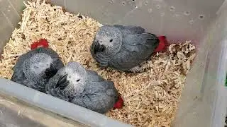African Grey Parrot Close View | Exotic Pet Bird #birts #grey #greyparrots