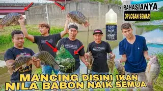 Rahasia Mancing Ikan Nila Langsung Di Serbu Ribuan Ikan