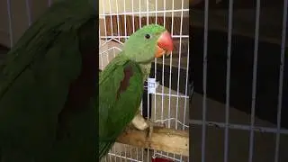 Mithu Calling BABA✨ #parrot #alexanderparrot #talkingparrot