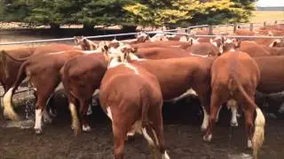 Baker Poll Hereford Cows