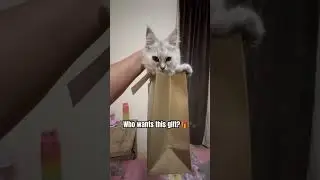 Unwrapping the purr-fect gift&hellip; 🎁 #cat #kitten #viral #cute #catshorts #funny #tabbycat #shorts