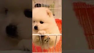 Cute Mini Funniest Animals - Best Of The 2025 Funny Animal Videos #105.7