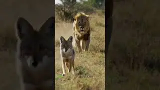 Lion vs. Coyote! Wild Chase on the Safari 🔥🐾 9:16-2020 #lions #safari #coyotes #shorts