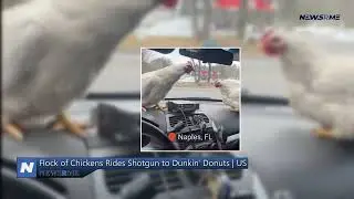 Flock of chickens rides shotgun to Dunkin' Donuts | US News | NewsRme