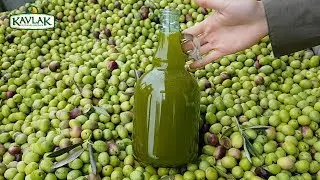 Türkiye'nin En İyi Zeytinyağı Fabrikası Kavlak 2019 Sezonu İlk Hasat Soğuk Sıkım Zeytinyağı Üretimi