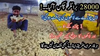 How to start broiler chicken farming in Pakistan | Broiler business tips