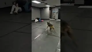 Hero Pooch Saves Owner From Attack 🐾 | Incredible Dog Protection Moment