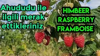 Ahududu yetiştiriciliğinde detay bilgiler,