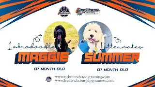 Maggie and Summer | 7 month old Labradoodle Littermates | Best Dog Trainers of VA