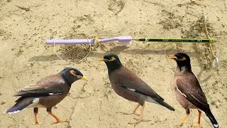 Rapidly Installed DIY Easy Bird Trap Use 3 Minute Only