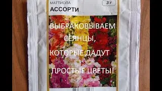 ЛЕВКОЙ МАХРОВЫЙ.В апреле вырываем сеянцы,которые не дадут махровые цветы.!!