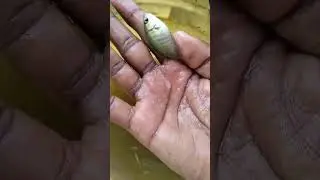 The little fish is so beautiful!! 😱#newshorts #fishvlogs🐬🐬 #fishmarket #viralshort🐠🐠