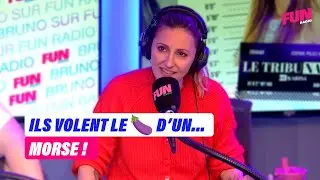 Ils volent le 🍆 d'un morse | Bruno sur Fun Radio