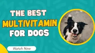 The Best Multivitamins for Dogs &ndash; Top 5 Supplements for Joints, Digestion & Overall Health