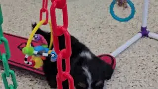 Cute Puppy Video Loki Mini Bernedoodle Puppy 