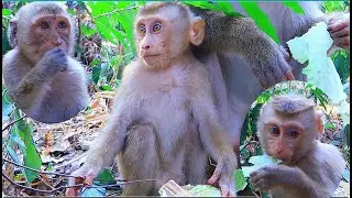 wow ! Just know Monkey Leo, Rainbow, Angela, Lucy , Roystone do like this in video