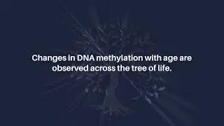 Epigenetic Drift Underlies Epigenetic Clock Signals, Reveals Lifespan Responses | Aging-US