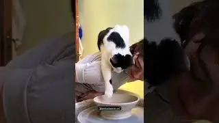 Cats helping their owners ❤️🐱 True love moments#CatsLove #PetCare #CuteCats #AnimalLove