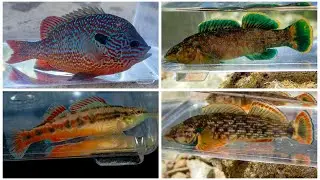 Return to Kentucky: More Colorful Darters and other Cool Fish!