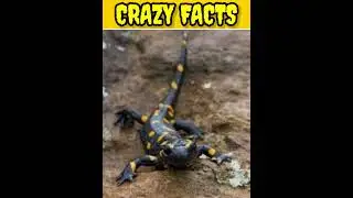 butterfly facts//lizard facts//crazy facts