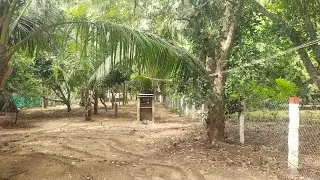 234/// ECR SIVAM PROPERTIES 30 Cent farm 🌴🥭 all trees swimming pool village Vilambur VIP ECR 500mmm 