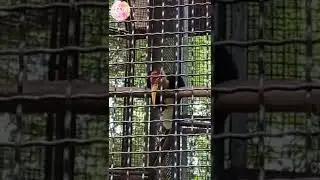 BURUNG JULANG SULAWESI #shorts #kbs #surabaya #binatang #wisata #wonderful #indonesia #burung