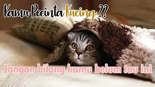 fakta menarik tentang kucing || jangan bilang kamu gak tau ini