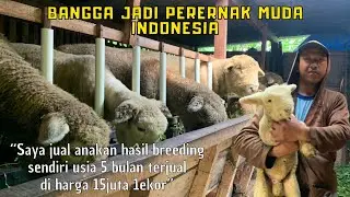 PATUT DI CONTOH‼️sukses beternak domba batur