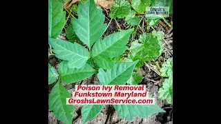 Poison Ivy Funkstown Maryland Landscaping The Best