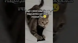 😔 #kitten #кошки #шотландскийкот #cat #music #котенок #scottishcat #рекомендации