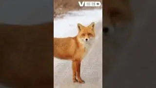 Masters of Stealth: The Cunning Red Fox #thewildlens #master #stealth #cunning #red #fox #spyfox #lf