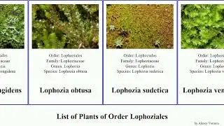 List of Plants of Order Lophoziales obtusa inflata incisa Chris Lophoziaceae orderlophoziales