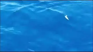 Uno squalo bianco è stato avvistato nelle acque di Livorno